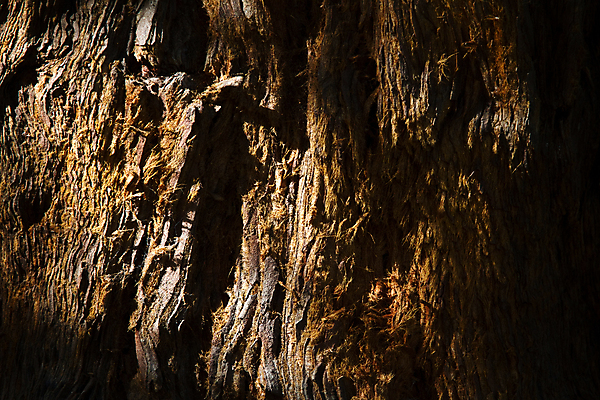 포토 JPG 해외이미지 나무 공원 야생동물 자연 조명 그림자 이끼 사람없음 목재 초록색 여름 빛 햇빛 태양 농장 갈색 걷기 일출 맑음 일몰 하이킹 시골 균열 숲 그늘 묘사 질감 나무껍질 내추럴 삼림지대 해외포토 자연요소 식물 동물 계절 공공시설 컬러 농업 재료 모션 레저 날씨 노을 껍질 생태계 파일형식 이미지허브