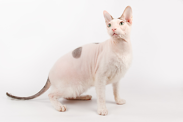 포토 JPG 해외이미지 한마리 실내 앉기 사람없음 반려동물 귀여움 고양이 흰배경 스핑크스고양이 반려묘 해외포토 동물 1 백그라운드 컨셉 포유류 모션 내부 흰색 파일형식 이미지허브