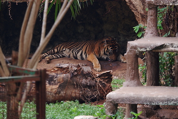 포토 JPG 해외이미지 동물 시선 아시아 얼굴 야생동물 패턴 포유류 자연 수염 털 동물원 종류 사람없음 머리 검은색 고양이 힘 줄무늬 분노 호랑이 숲 위험 큼 육식동물 사냥꾼 멸종 서식지 표범 공격적 시베리아 해외포토 직업 감정 나라 컬러 컨셉 무늬 신체부위 반려동물 크기 생태계 파일형식 이미지허브