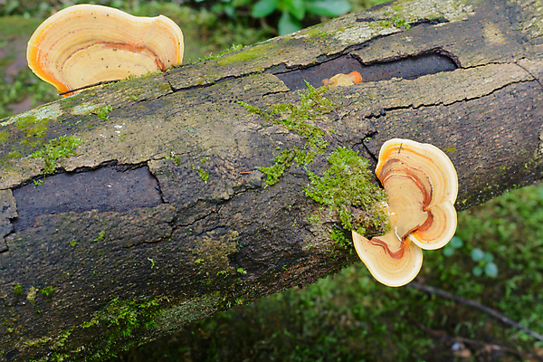 포토 JPG 해외이미지 식물 음식 조각 패턴 자연 추상 건강 사람없음 목재 갈색 버섯 성장 흰색 신선 닫기 숲 유기농 내추럴 곰팡이 수목 해외포토 나무 웰빙 컬러 무늬 재료 모션 생태계 파일형식 이미지허브