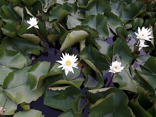 포토 JPG 해외이미지 나무 식물 계절 공원 꽃잎 꽃 아시아 호수 여행 백그라운드 잎 꽃무늬 태국 자연 하늘 아침 휴가 열대 연꽃 그림자 사람없음 야외 초록색 물 여름 강 햇빛 뷰티 노란색 일출 정원 일몰 봄 새벽 벚꽃 흰색 연못 개화 저녁 백합 내추럴 해외포토 주간 자연요소 공공시설 나라 컬러 무늬 태양 노을 야간 생태계 파일형식 이미지허브