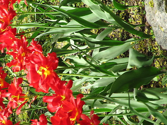 포토 JPG 해외이미지 공원 꽃잎 꽃 백그라운드 잎 풍경 사람없음 정원 튤립 향기 해외포토 식물 공공시설 냄새 파일형식 이미지허브