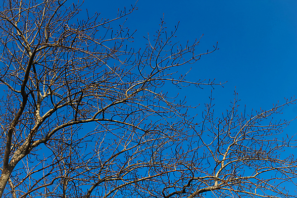 포토 JPG 해외이미지 나무 구름 공원 백그라운드 겨울 밭 자연 하늘 건조 풍경 사람없음 야외 초록색 파란색 뷰티 노란색 일출 환경 추위 흰색 나뭇가지 죽음 숲 큼 청록색 베이징 내추럴 벌거벗은 수평선 해외포토 자연요소 식물 계절 공공시설 컬러 농업 노을 중국 크기 생태계 파일형식 이미지허브