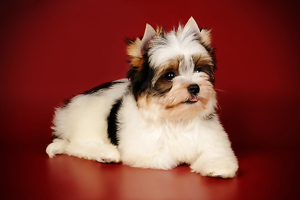 포토 JPG 해외이미지 동물 1 행복 새끼 백그라운드 새로움 털 미소 사람없음 빨간색 반려동물 귀여움 검은색 거울 흰색 개 달콤 강아지 작음 요크셔테리어 테리어 활 솜털 송곳니 기르기 비버 삼색 해외포토 감정 컬러 컨셉 포유류 표정 맛 치아 크기 돌봄 파일형식 이미지허브