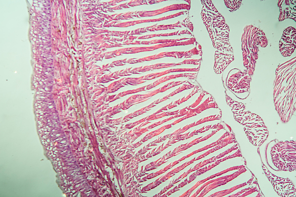 포토 JPG 해외이미지 과학 절지류 근육 사람없음 치료 약 시험 조직 횡단보도 확대 작음 해외포토 동물 교육 의학 보행로 크기 파일형식 이미지허브