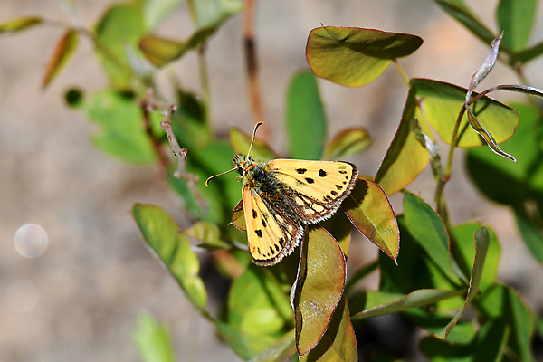 포토 JPG 해외이미지 동물 나비 곤충 자연 사람없음 숲 해외포토 생태계 파일형식 이미지허브