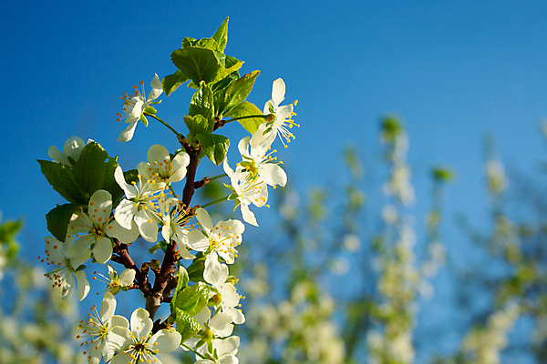 포토 JPG 해외이미지 나무 식물 계절 꽃잎 꽃 백그라운드 잎 꽃무늬 자연 하늘 사람없음 야외 초록색 여름 파란색 뷰티 정원 맑음 봄 성장 벚꽃 흰색 나뭇가지 신선 개화 체리 닫기 4월 5월 자두 내추럴 해외포토 컬러 무늬 과일 모션 날씨 날짜 생태계 파일형식 이미지허브
