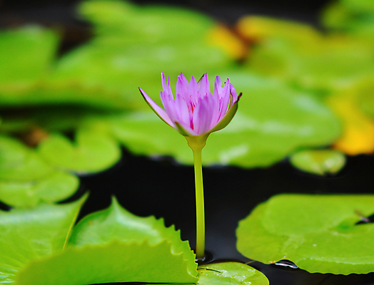 포토 JPG 해외이미지 식물 꽃잎 꽃 아시아 백그라운드 잎 꽃무늬 자연 휴식 연꽃 풍경 사람없음 야외 장식 초록색 물 여름 빛 뷰티 정원 보라색 봄 벚꽃 연못 신선 개화 백합 묘사 싱글 내추럴 블러 해외포토 자연요소 계절 나라 컬러 컨셉 무늬 생태계 파일형식 이미지허브