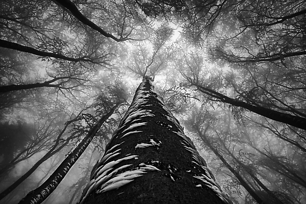 포토 JPG 해외이미지 나무 식물 계절 공원 실루엣 백그라운드 겨울 자연 하늘 날씨 왕관 흑백 풍경 사람없음 야외 목재 가로 환경 얼음 추위 안개 성장 나뭇가지 시골 그룹 정상 숲 큼 장면 나무껍질 내추럴 뿌연 해외포토 자연요소 공공시설 재료 촬영기법 껍질 크기 생태계 파일형식 이미지허브