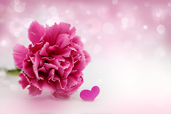 포토 JPG 해외이미지 사람없음 카네이션 보케 해외포토 꽃 파일형식 이미지허브