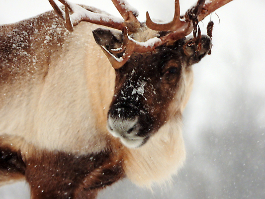 포토 JPG 해외이미지 주간 야생동물 겨울 사슴 노르웨이 풍경 사람없음 야외 해외포토 자연요소 동물 계절 유럽 포유류 파일형식 이미지허브