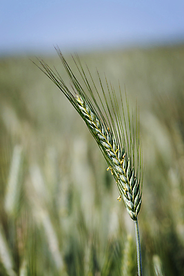 포토 JPG 해외이미지 식물 계절 음식 빵 줄기 백그라운드 밭 농업 자연 건조 건강 씨앗 사람없음 여름 농작물 뷰티 농장 노란색 식사 수확 성장 흰색 시골 황금 낟알 시리얼 밀 굽기 유기농 알맹이 보리 귀 장면 밀짚 내추럴 밭일 숙성 호밀 해외포토 웰빙 산업 컬러 곡류 신체부위 짚 구이 생태계 파일형식 이미지허브
