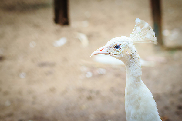 포토 JPG 해외이미지 동물 남자 야생동물 어린이 패턴 청소년 자연 조류 동물원 사람없음 야외 머리 흰색 공작 순수 깃털 질감 꼬리 부리 쇼 꿩 짝짓기 창백 이국적 해외포토 컬러 컨셉 무늬 사람 신체부위 생태계 파일형식 이미지허브