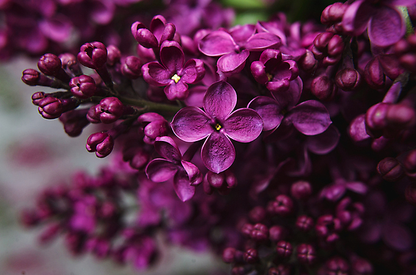 포토 JPG 해외이미지 식물 계절 꽃잎 꽃 결혼 백그라운드 잎 꽃무늬 패턴 자연 프레임 발렌타인데이 사랑 사람없음 장식 여름 뷰티 정원 보라색 봄 벚꽃 축하 인사 신용카드 생일 개화 다발 제비꽃 원예 향기 초대 라일락 내추럴 구성 해외포토 기념일 감정 컬러 컨셉 무늬 데이이벤트 이벤트 취미 금융 예절 생태계 냄새 파일형식 이미지허브