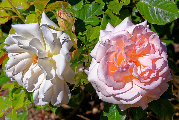 포토 JPG 해외이미지 식물 꽃잎 꽃 분홍색 꽃다발 결혼 백그라운드 잎 꽃무늬 밭 농업 자연 발렌타인데이 사랑 사람없음 야외 장식 빨간색 초록색 컬러풀 뷰티 장미 정원 봄 벚꽃 흰색 축하 신선 개화 다발 원예 내추럴 해외포토 계절 감정 산업 컬러 컨셉 무늬 데이이벤트 이벤트 취미 생태계 파일형식 이미지허브