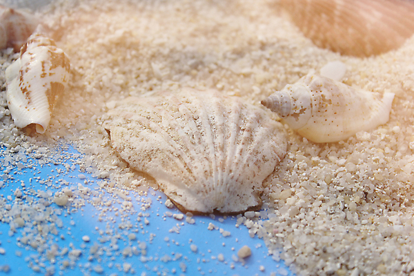 포토 JPG 해외이미지 모래 바다 섬 여행 백그라운드 자연 휴가 조개 불가사리 사람없음 물 여름 모래사장 햇빛 항구 봄 산책로 수확 껍질 소라 복고 내추럴 단절 파라다이스 해외포토 자연요소 계절 길 농업 교통시설 어패류 극피동물 태양 생태계 파일형식 이미지허브