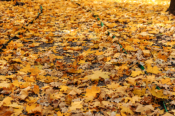 포토 JPG 해외이미지 백그라운드 단풍 낙엽 풍경 사람없음 노란색 가을 해외포토 계절 컬러 잎 파일형식 이미지허브