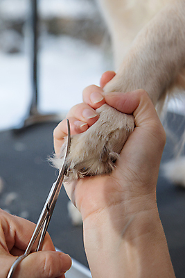 포토 JPG 해외이미지 손 발 실내 들기 아웃포커스 신체부위 반려동물 잡기 개 강아지 자르기 돌봄 미용가위 애견미용 해외포토 동물 포유류 모션 가위_도구 촬영기법 사람 내부 뷰티 미용용품 파일형식 이미지허브