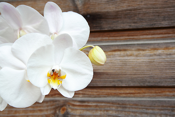 포토 JPG 해외이미지 식물 디자인 꽃잎 꽃 줄기 백그라운드 꽃무늬 자연 사랑 사람없음 목재 장식 뷰티 노란색 정원 화목 봄 우정 벚꽃 흰색 나뭇가지 신선 난초 재산 우아함 닫기 호접란 이국적 카피스페이스 해외포토 나무 계절 감정 컬러 컨셉 무늬 재료 모션 금융 친구 공백 생태계 파일형식 이미지허브