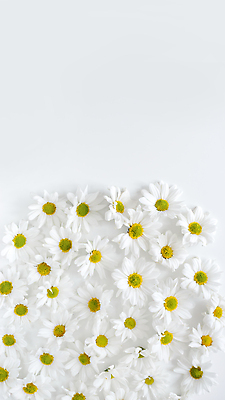 포토 JPG 해외이미지 식물 디자인 꽃잎 꽃 결혼 백그라운드 컨셉 꽃무늬 패턴 자연 벽지 추상 휴가 프레임 미술 사람없음 장식 컬러풀 뷰티 새싹 봄 벚꽃 흰색 직물 인사 원형 플랫 정상 꽃집 유기농 질감 데이지 위치 내추럴 캐모마일 카피스페이스 미니멀 해외포토 도형 웰빙 계절 컬러 무늬 문화예술 이벤트 상점 공백 예절 허브 생태계 파일형식 이미지허브