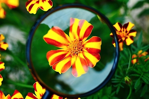 포토 JPG 해외이미지 식물 꽃잎 꽃 잎 오렌지 자연 유리 돋보기 손잡이 사람없음 야외 가로 빨간색 초록색 노란색 환경 정원 봄 탐험 성장 벚꽃 잡기 닫기 확대 내추럴 해외포토 계절 컬러 과일 모션 재질 생태계 파일형식 이미지허브