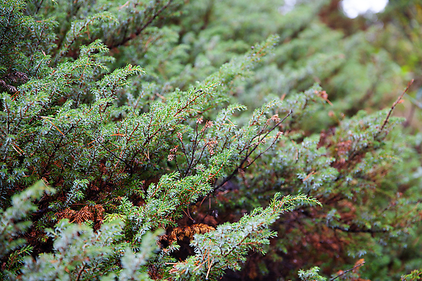 포토 JPG 해외이미지 식물 계절 문화 백그라운드 잎 크리스마스 겨울 패턴 부분 자연 휴가 사람없음 장식 초록색 빛 뷰티 추위 축하 소나무 숲 12월 오브젝트 상록수 침엽수 전나무 가문비나무 해외포토 나무 기념일 컬러 컨셉 무늬 날짜 생태계 파일형식 이미지허브