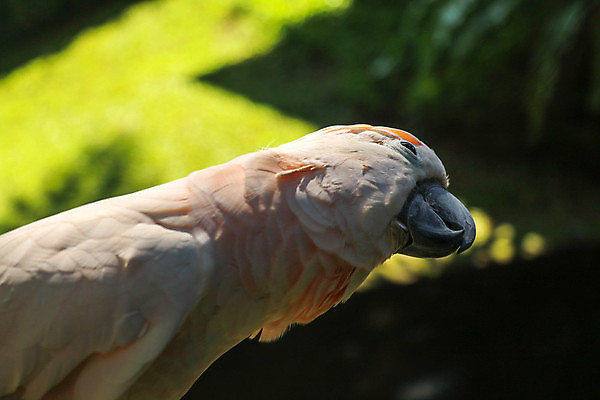 포토 JPG 해외이미지 동물 공원 야생동물 분홍색 백그라운드 오렌지 장난 태국 자연 조류 동물원 앉기 사람없음 반려동물 컬러풀 뷰티 머리 귀여움 흰색 닫기 깃털 부리 앵무새 연어 갈기 솜털 내추럴 동물상 이국적 잉꼬 해외포토 공공시설 아시아 컬러 컨셉 과일 모션 어류 신체부위 조형물 생태계 파일형식 이미지허브