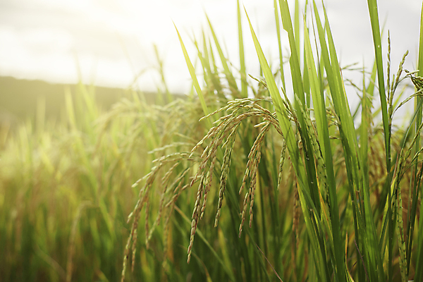 포토 JPG 해외이미지 식물 아시아 음식 잎 농업 태국 자연 하늘 아침 휴가 씨앗 동양인 풍경 경사 사람없음 초록색 농장 농경지 계곡 일몰 수확 성장 시골 신선 낟알 시리얼 유기농 논밭 밭일 숙성 해외포토 주간 웰빙 나라 산업 컬러 밭 논 인종 노을 생태계 파일형식 이미지허브