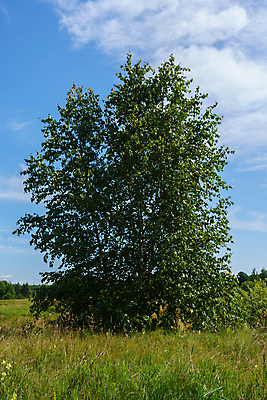 포토 JPG 해외이미지 나무 구름 자연 지팡이 하늘 풍경 사람없음 야외 초록색 여름 파란색 태양 평화 흐름 시골 숲 자작나무 생태학 수평선 해외포토 자연요소 식물 계절 교육 컬러 컨셉 생태계 파일형식 이미지허브