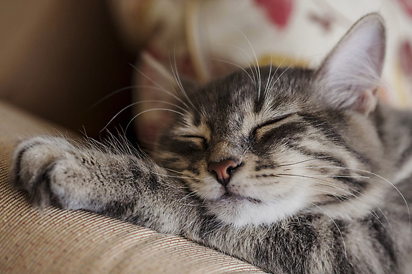 포토 JPG 해외이미지 동물 1 얼굴 베개 휴식 수염 주택 털 피곤 사람없음 반려동물 귀여움 고양이 회색 침대 아기 잠 달콤 작음 모피 부드러움 얼룩무늬 솜털 거짓말 유래 카피스페이스 안락 해외포토 컬러 가구 컨셉 무늬 포유류 침구 사람 건물 신체부위 공백 감각 맛 크기 파일형식 이미지허브