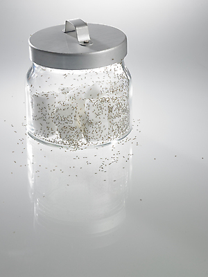 포토 JPG 해외이미지 동물 곤충 컨셉 유리 건강 사람없음 투명 그룹 달콤 벌레 질병 위험 설탕 예방 유리그릇 개미 증상 포도당 해외포토 그릇 의학 재질 맛 파일형식 이미지허브