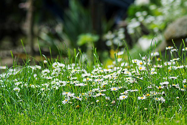 포토 JPG 해외이미지 꽃 백그라운드 꽃무늬 풍경 사람없음 빛 컬러풀 햇빛 환경 정원 맑음 봄 활발 성장 벚꽃 시골 개화 땅 허브 즐거움 데이지 장면 해외포토 식물 계절 감정 컬러 컨셉 무늬 날씨 태양 파일형식 이미지허브