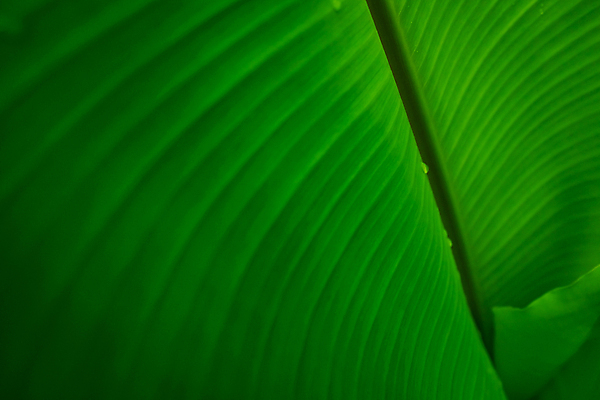 포토 JPG 해외이미지 나무 식물 디자인 선 백그라운드 컨셉 잎 패턴 자연 벽지 추상 바나나 사람없음 초록색 물 빛 뷰티 환경 정원 스파 봄 신선 플랫 떨어짐 숲 이슬 빗방울 에코 유기농 질감 위치 내추럴 스타일 그리너리 해외포토 자연요소 웰빙 계절 컬러 무늬 과일 비_날씨 생태계 파일형식 트랜드컬러 이미지허브