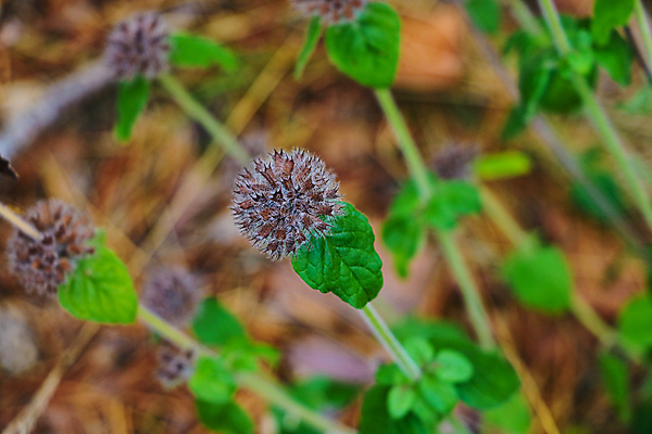 포토 JPG 해외이미지 식물 계절 줄기 백그라운드 잎 밭 자연 날씨 추상 풍경 잔디 사람없음 야외 초록색 물 여름 빛 햇빛 환경 정원 화목 봄 젖음 성장 물방울 신선 이슬 허브 순수 질감 생물학 내추럴 생태학 해외포토 자연요소 교육 컬러 컨셉 무늬 농업 태양 생태계 파일형식 이미지허브