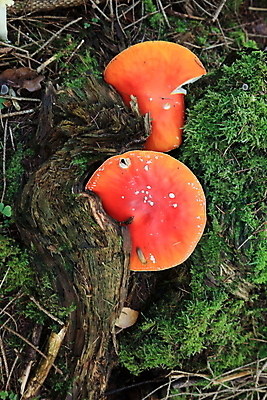 포토 JPG 해외이미지 주간 나무 자연 근접촬영 잔디 사람없음 야외 버섯 숲속 해외포토 자연요소 식물 뷰포인트 숲 생태계 파일형식 이미지허브