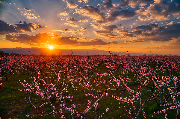 포토 JPG 해외이미지 나무 식물 계절 꽃 분홍색 밭 농업 오렌지 자연 하늘 안테나 풍경 사람없음 컬러풀 농장 일출 환경 정원 맑음 일몰 놀람 봄 수확 성장 벚꽃 시골 개화 시원함 과수원 땅 복고 복숭아 드론 밭일 줄서기 천도복숭아 파스텔톤 해외포토 감정 산업 컬러 과일 통신 모션 날씨 표정 노을 생태계 파일형식 이미지허브