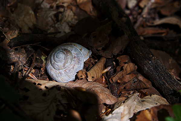 포토 JPG 해외이미지 동물 야생동물 음식 백그라운드 단풍 다이어트 자연 생물 연체동물 주택 나선형 건강 사람없음 야외 농장 갈색 정원 젖음 껍질 가을 흰색 미끄러짐 숲 작음 땅 속도 달팽이 덮기 촉수 느림 내추럴 기어가기 민달팽이 끈적임 해외포토 계절 컬러 잎 무늬 농업 모션 무척추동물 건물 크기 생태계 파일형식 달팽이_동물 이미지허브