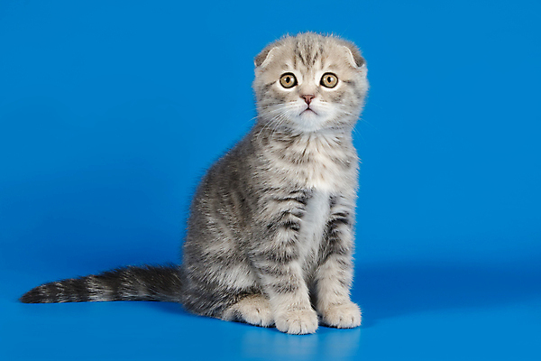 포토 JPG 해외이미지 한마리 응시 새끼 실내 앉기 사람없음 반려동물 귀여움 고양이 파란배경 스코티시폴드 반려묘 해외포토 동물 1 시선 백그라운드 컨셉 포유류 모션 내부 파란색 파일형식 이미지허브