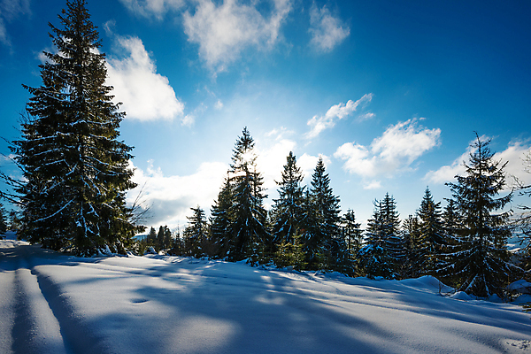 포토 JPG 해외이미지 나무 구름 유럽 여행 겨울 자연 하늘 휴가 스키 산 파노라마 풍경 사람없음 야외 파란색 태양 맑음 냉동 얼음 트래킹 하이킹 추위 성장 흰색 소나무 숲 언덕 서리 북쪽 슬로프 산악지대 웅장함 절정 폭설 눈내림 가문비나무 해외포토 자연요소 식물 계절 나라 컬러 레저 날씨 겨울스포츠 스키장 눈_날씨 촬영기법 자연재해 방향 생태계 파일형식 이미지허브
