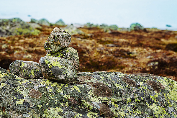 포토 JPG 해외이미지 식물 벽 백그라운드 패턴 자연 벽지 표면 추상 노르웨이 이끼 사람없음 장식 초록색 갈색 회색 젖음 성장 바위 신선 거친 균열 닫기 묘사 질감 내추럴 곰팡이 옛날 카피스페이스 해외포토 유럽 컬러 무늬 모션 공백 돌_바위 생태계 파일형식 이미지허브