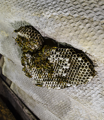 포토 JPG 해외이미지 동물 얼굴 야생동물 곤충 가족 자연 세포 사람없음 노란색 계란 고통 작업 독약 둥지 말벌 위험 자르기 육식동물 찌르기 벌집 소셜 식민지 해외포토 감정 컬러 컨셉 관계 모션 신체부위 알 벌_곤충 생태계 파일형식 이미지허브