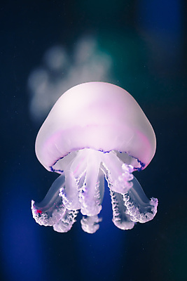 포토 JPG 해외이미지 한마리 분홍색 사람없음 바닷속 수중동물 자포동물 해파리 해외포토 동물 1 컬러 수중 파일형식 이미지허브