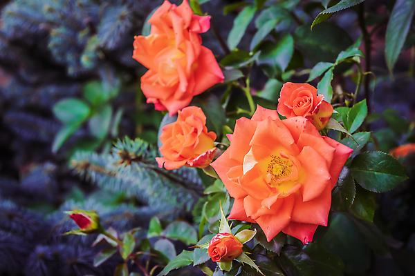 포토 JPG 해외이미지 식물 꽃잎 꽃 분홍색 꽃무늬 자연 사람없음 야외 빨간색 초록색 여름 빛 햇빛 장미 맑음 신선 개화 닫기 소프트포커스 허브 싱글 전경 해외포토 계절 컬러 무늬 모션 날씨 촬영기법 풍경 태양 생태계 파일형식 탑뷰 이미지허브