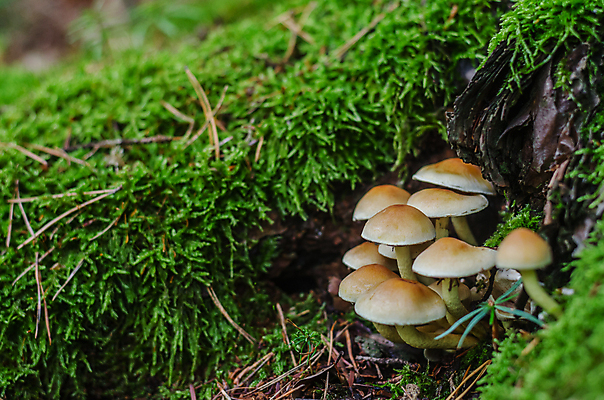 포토 JPG 해외이미지 주간 자연 근접촬영 잔디 사람없음 야외 버섯 숲속 해외포토 자연요소 식물 뷰포인트 숲 생태계 파일형식 이미지허브