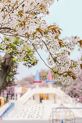 포토 JPG 해외이미지 나무 식물 구름 계절 공원 꽃잎 꽃 분홍색 백그라운드 잎 자연 하늘 사람없음 야외 파란색 컬러풀 뷰티 정원 일본 봄 흰색 나뭇가지 신선 화려 체리 도쿄 붓꽃 내추럴 창백 방법 해외포토 자연요소 공공시설 아시아 컬러 컨셉 과일 생태계 파일형식 이미지허브