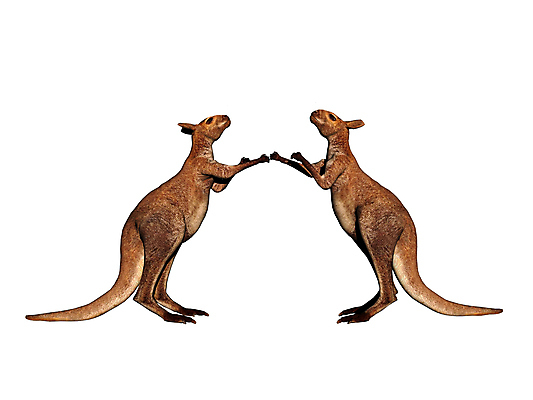 포토 JPG 해외이미지 털 사람없음 그래픽 호주 꼬리 캥거루 솜털 튕기기 해외포토 포유류 모션 오세아니아 파일형식 이미지허브