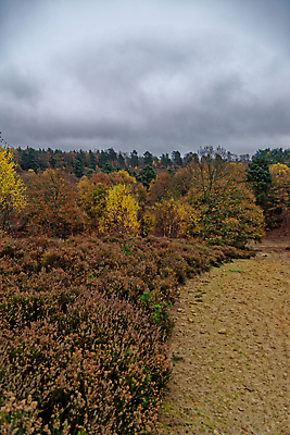 포토 JPG 해외이미지 나무 식물 영어 공원 지구 여행 잎 밭 오렌지 자연 하늘 휴가 영국 잉글랜드 풍경 사람없음 목재 초록색 파란색 갈색 환경 하이킹 가을 시골 황금 숲 큼 땅 언덕 장면 내추럴 땅바닥 삼림지대 우수 적갈색 서식스 사우스다운스 해외포토 문자 계절 공공시설 유럽 컬러 농업 과일 재료 레저 바닥 크기 절기 생태계 파일형식 이미지허브