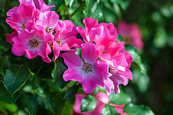 포토 JPG 해외이미지 식물 꽃 분홍색 사람없음 초록색 장미 맑음 활발 성장 프랑스어 강렬 해외포토 문자 컬러 컨셉 날씨 파일형식 이미지허브