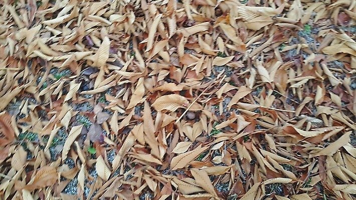 포토 JPG 해외이미지 나무 식물 디자인 계절 공원 백그라운드 잎 꽃무늬 패턴 오렌지 자연 표면 추상 건조 사람없음 야외 초록색 컬러풀 갈색 정원 가을 바위 신선 황금 숲 11월 질감 먼지 토막 10월 내추럴 땅바닥 해외포토 공공시설 꽃 컬러 무늬 과일 바닥 돌_바위 날짜 생태계 파일형식 이미지허브