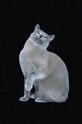 포토 JPG 해외이미지 동물 응시 새끼 백그라운드 2 장난 놀이 털 서기 앉기 동양인 사람없음 옆모습 초록색 파란색 반려동물 갈색 귀여움 초콜릿 회색 흰색 달콤 작음 모피 고립 기르기 러시아인 유래 버미즈 해외포토 서양인 시선 뷰포인트 컬러 컨셉 모션 디저트 인종 고양이 맛 크기 돌봄 파일형식 이미지허브